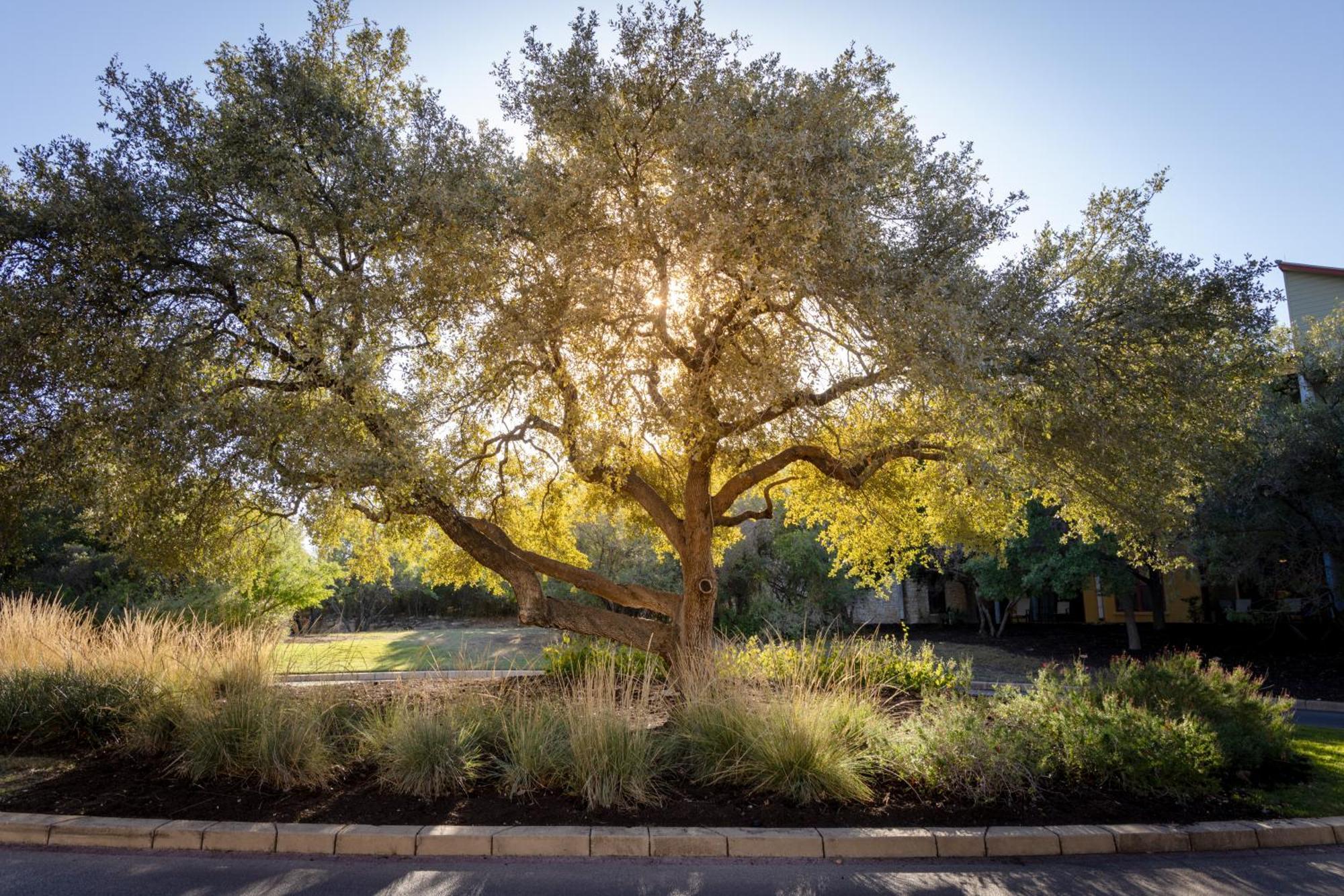 Hotel Hyatt Vacation Club At Wild Oak Ranch San Antonio Exterior foto